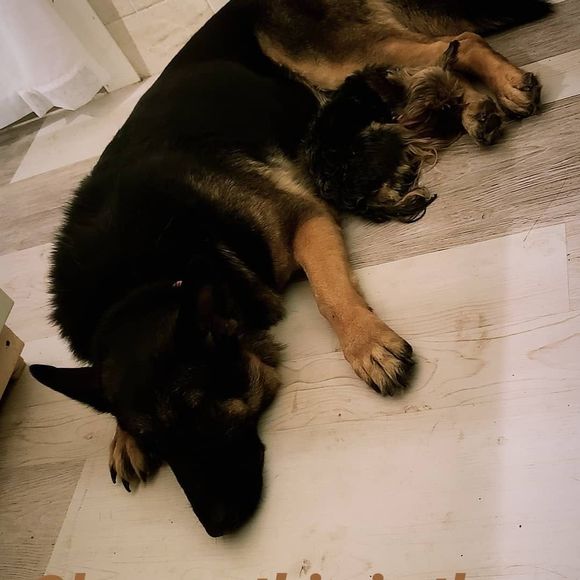 Meet your Posher, Daniel - Picture 1 of 1